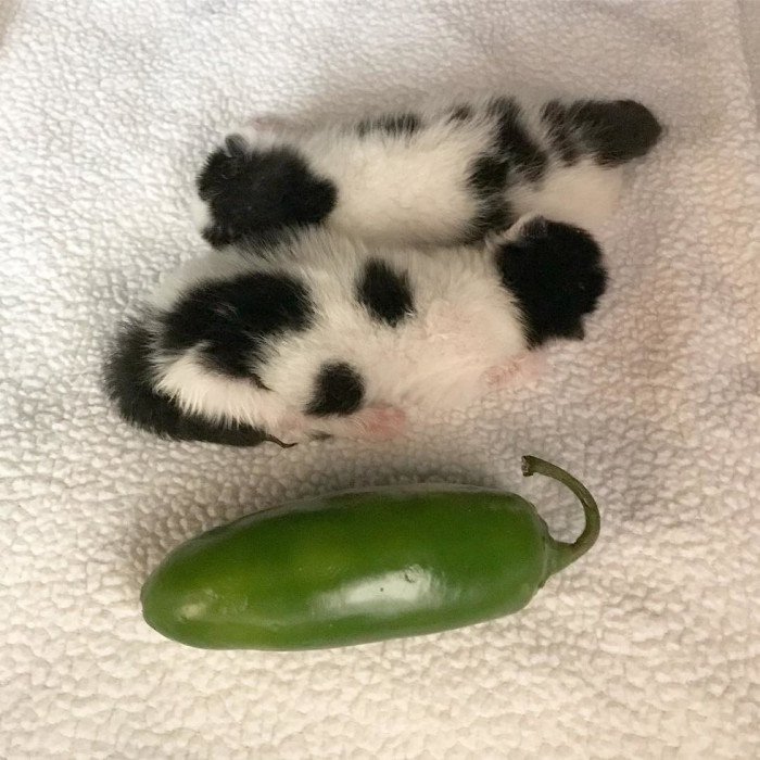 A foster volunteer holding a kitten gently, showing care and comfort