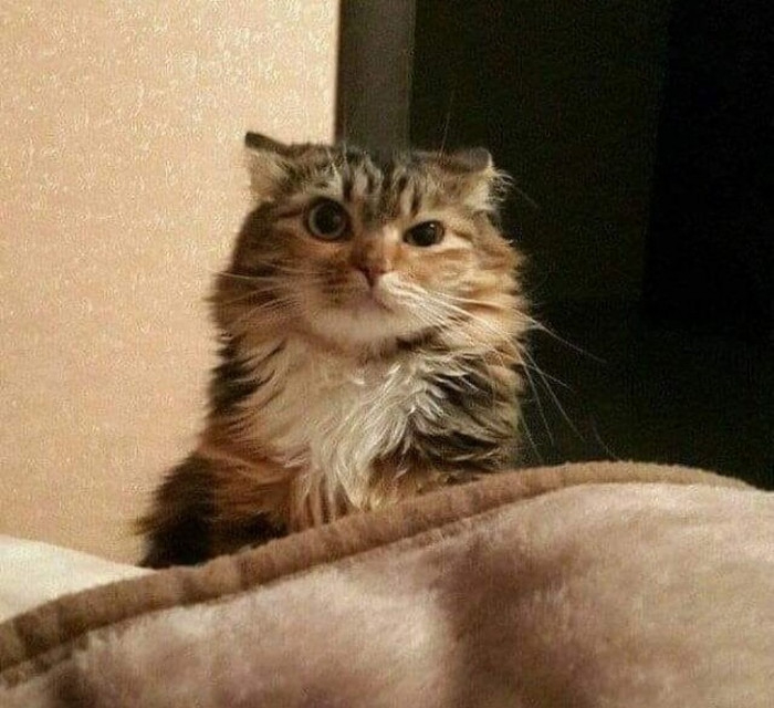 “My cat wakes me up every morning. This morning, I woke her up.”