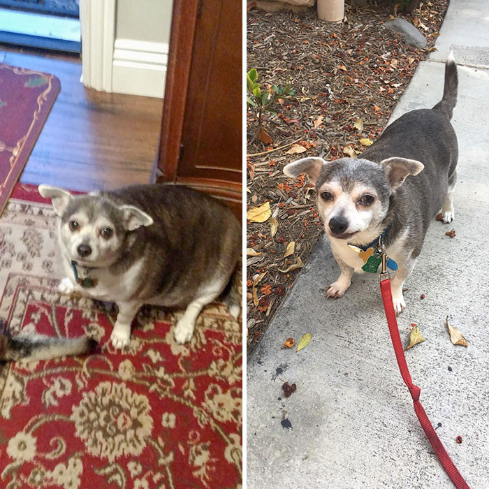 "My 90-Year-Old Neighbor Hasn’t Walked Her Dog In Years, So I Volunteered To Do It For Her. So Proud Of Buddy’s Weight Loss"
