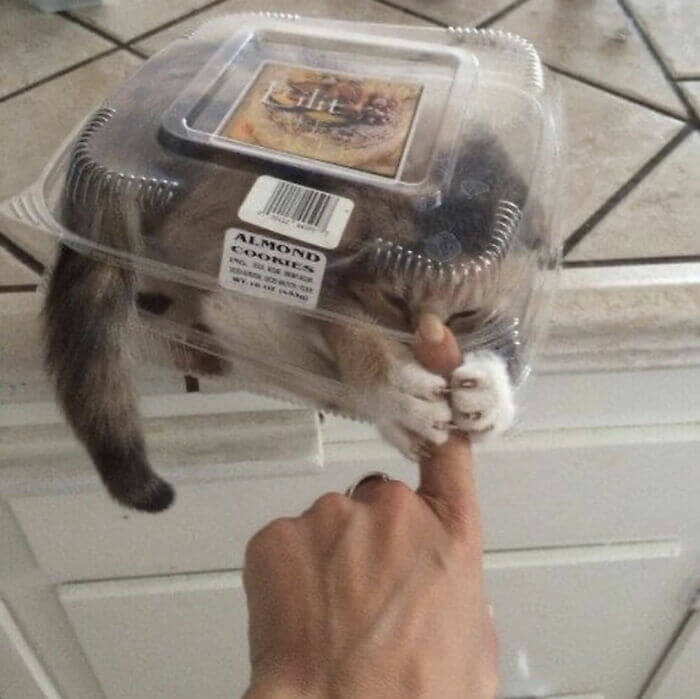 16. The sweetest almond cookie box ever.
