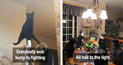 Unusual Cats Who Should Probably See A Cat Therapist