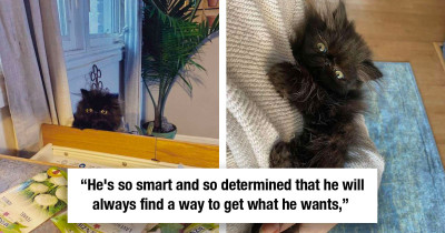 Kitten Finds The Cutest And Most Creative Way To Sneak A Peek Of His Mom's Kitchen Counter