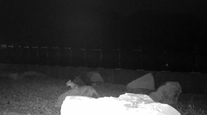 They'll be able to reach their dens or nests