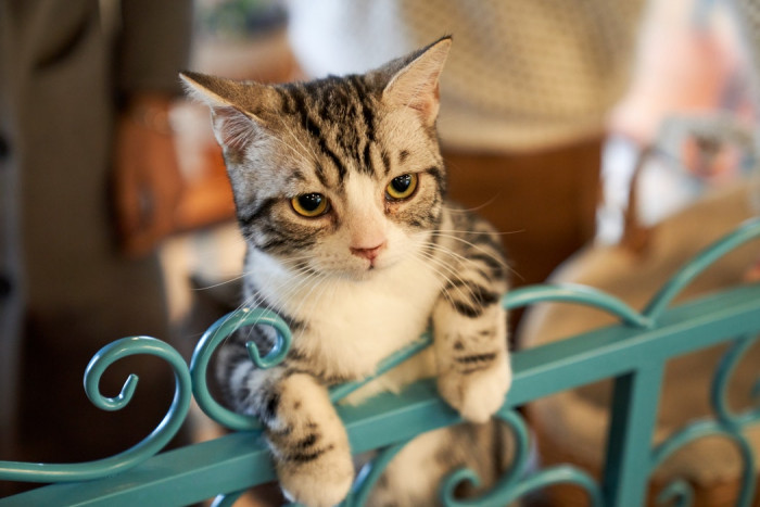 Have you ever built a catio to keep your cat safe?