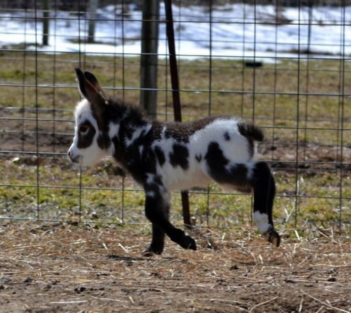 Fuzzy butt!