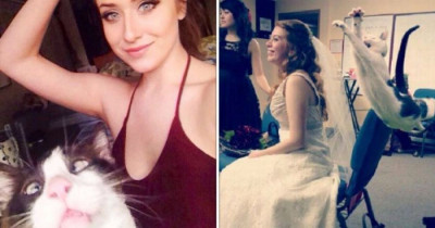 10+ Cats Who Are Having a Blast Photobombing Their Humans' Pictures