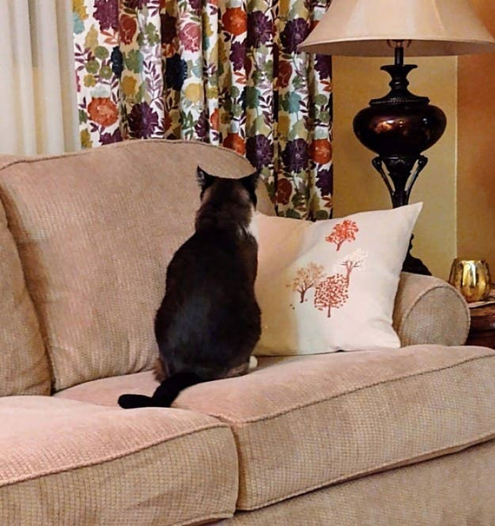 1. "I don't even want to see your stupid face anymore, hooman"