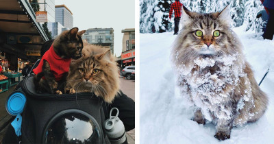 Adventurous Cats That Have a Better Social Life Than You Do As They Go Kayaking And Hiking