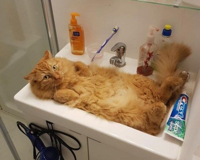 2. This proves that cats can switch between being solids and liquids depending on where they choose to lay.