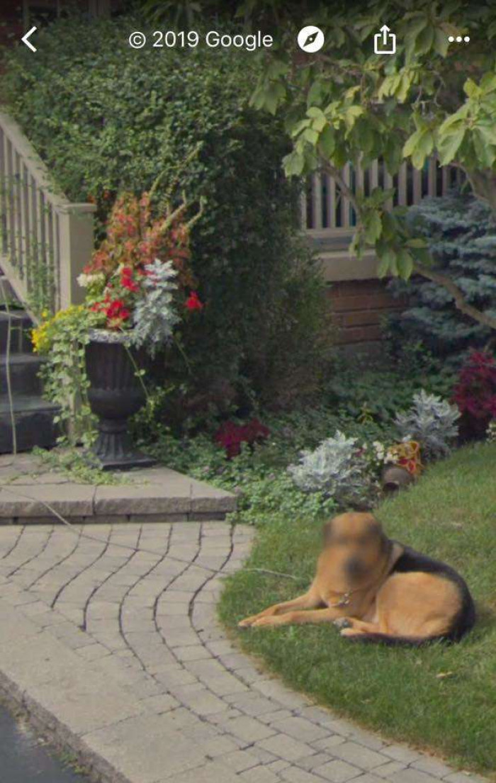 Blurring out his face was so unnecessary, but it's a wholesome feeling knowing that dog privacy is an important to Google.