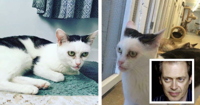 This Cat Looks Exactly Like Steve Buscemi, and We Are Shook