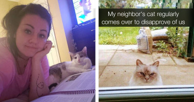 Undeniable Proof That Happiness Is Cats and How They Bring Us So Much Joy