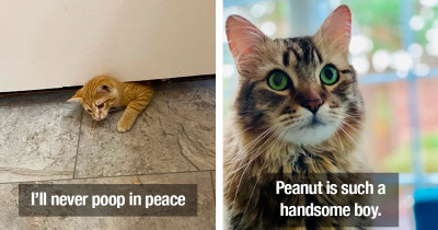 Precious Cats Do What They Can to Make You Smile Because They Really Want To