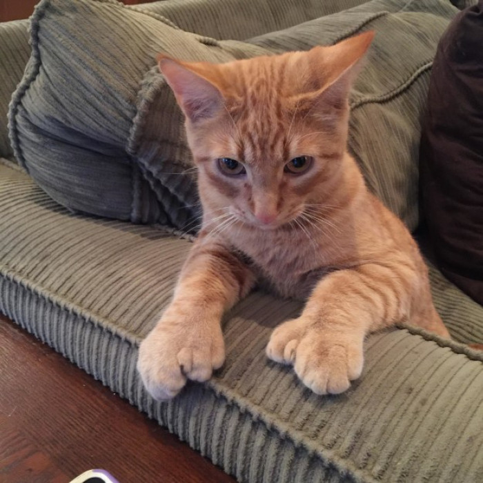 This cat practically has a whole extra paw at the end of its leg!