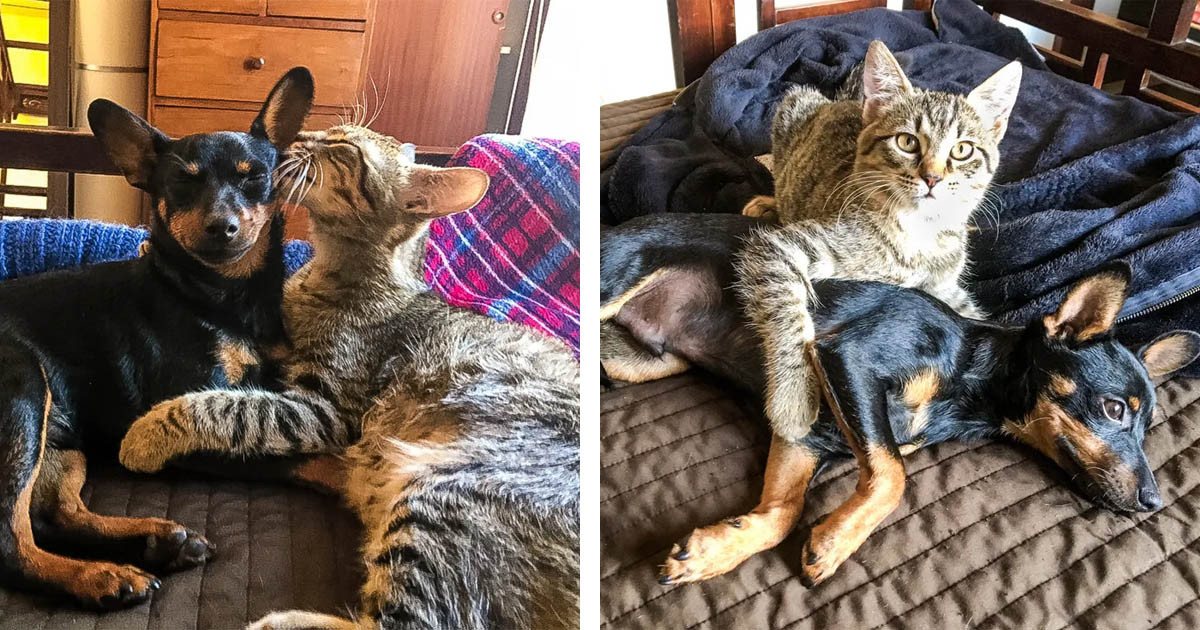 Stray Kitten Friends With A Puppy and Always Visits Him So They