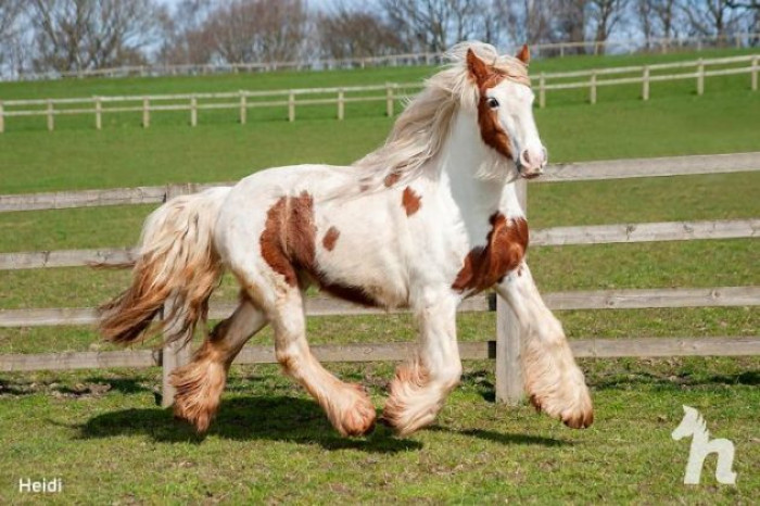 The ugly, dirty, skinny pony has transformed into a fit, energetic, and beautiful mane.