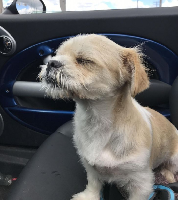 4. "This happy little rescue is going for a convertible ride and feeling the wind in his fur for probably the first time ever."