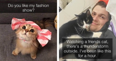 Adorable Cats That Will Boost Your Mental Health and Make Your Day