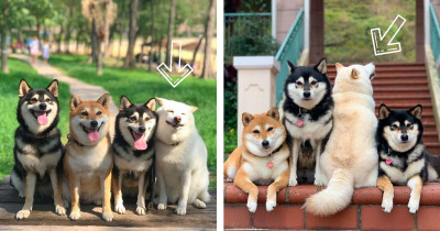 Hilarious Shiba Inu Went Viral For Consistently Ruining Group Photos With Her Antics