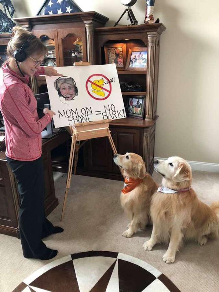 Woman holding a laptop, dogs looking curious in a tidy living room