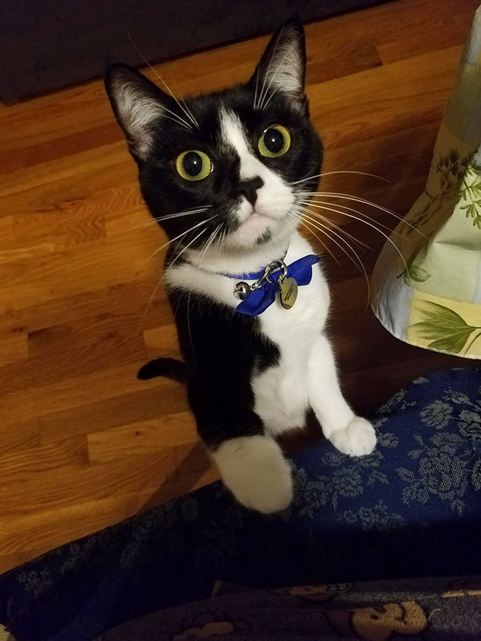 Cat reacts dramatically as internet users celebrate the canned tuna moment