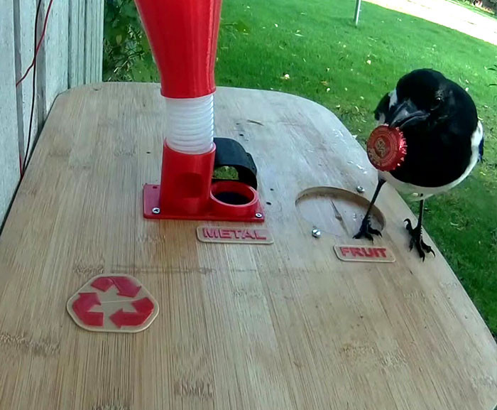 Hans says the birds were suspicious every time he made changes to the machine. They were cautious, but the chicks were much braver in participating in his elaborate scheme.
