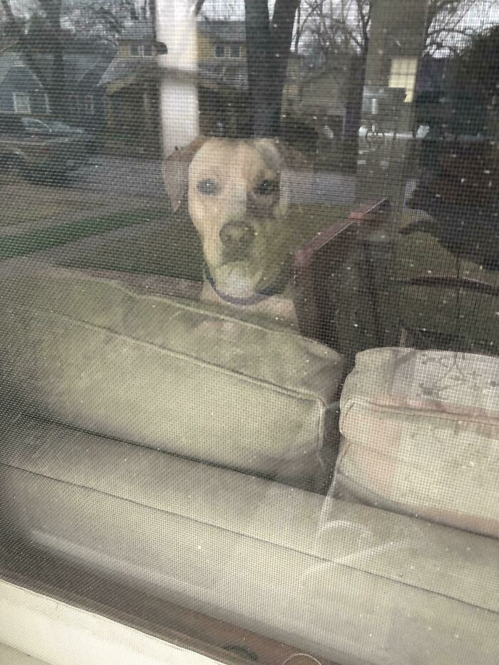 6. It's raining, and my dog has locked me outside.