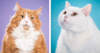 10+ Photos Of Chunky Cats That Are Too Cute For Human Eyes