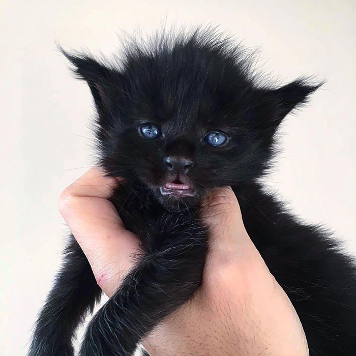 silver maine coon blue eyes