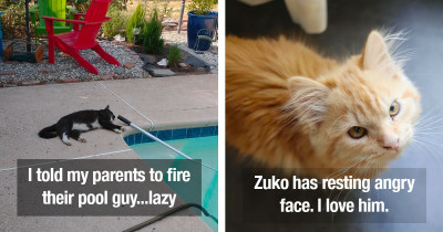 Cat Posts Lately: Impawsible Not to Love With Your Whole Heart