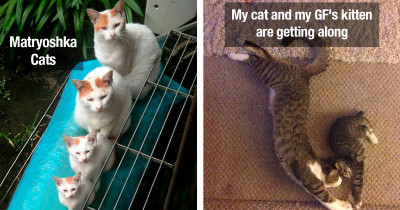 Adult Cats Spending Some Quality Time With Mini Versions Of Themselves