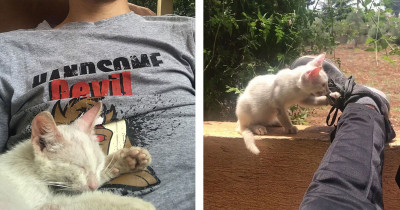 Guy Fell Asleep Innocently In His Front Yard and Woke Up Asking Himself 'Is This How You Get a Cat?'