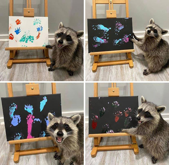 2. Ever seen a creative raccoon? Well here's a photo.