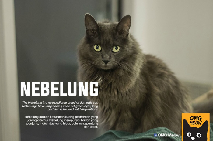 28. Nebelung