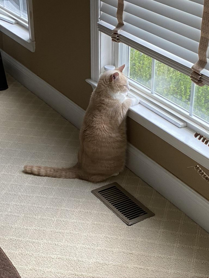 12. "This is Sunny, the sweetest, most lovable boy in the world. He sits here every morning and watches the birds."
