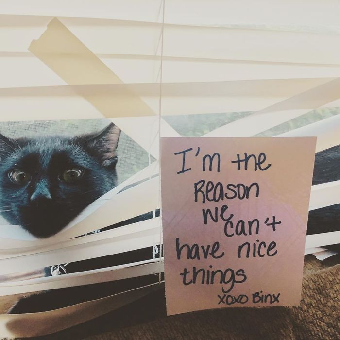 21. "Binx Has Officially Destroyed All The Living Room Blinds"