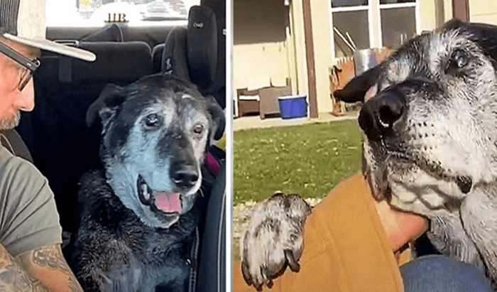 This big old dog named Henry was already 16 years old and was deaf and blind in one eye when his owners surrendered him to the shelter. In addition to that, he also had testicular cancer.