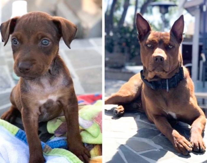 7. “My buddy’s best friend, from the day he found him on the streets 1.5 years ago to the present day! This is Bruno!”