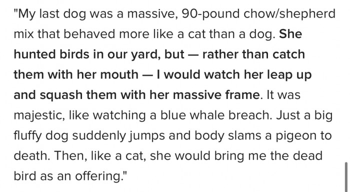 16. 90-pound chow/shepherd bird hunter...
