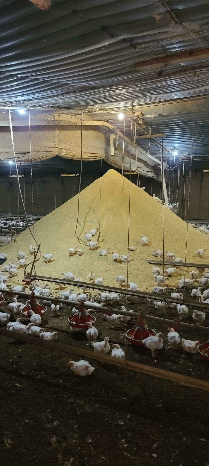 14. Part of the automated chicken feeding system broke.