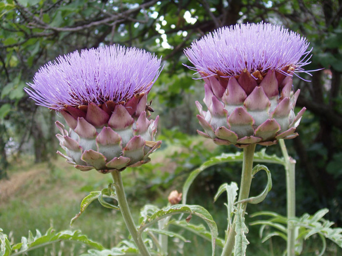 Artichokes