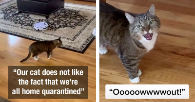 TikTok Cat Gradually Starts Losing Her Mind After Realizing That Her Owners Are Home More Often Than Usual