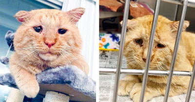 Stray Cat Adopted After An Intense Battle Convincing A Landlord