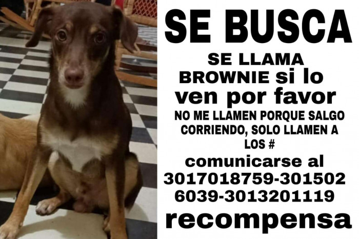 The family sought the community's help to locate Brownie.