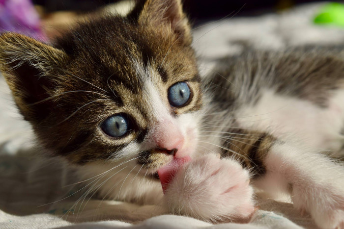 Greek island cat sanctuary with dozens of cats lounging outdoors in paradise