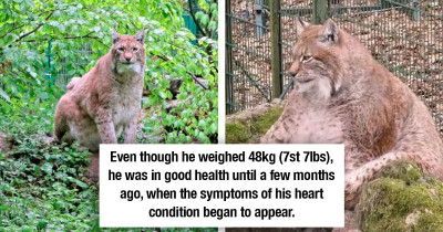Chonkiest Lynx Cat in The World Has Died At The Age Of 15 From A Heart Condition