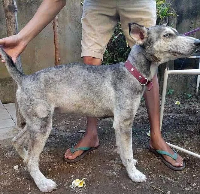 Skinny husky after washing and haircut, looking gaunt and underweight