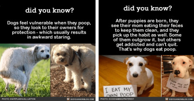 Fascinating Dog Facts Any Dog Person Should Know