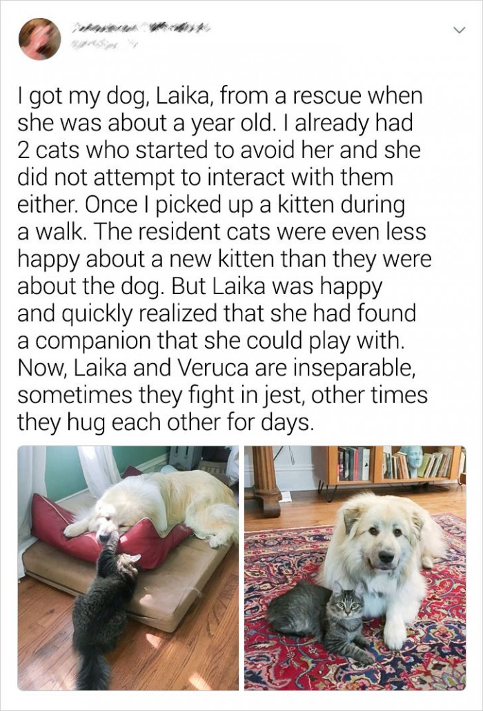 9. The cat and dog were shunned by the other animals. Eventually, they found comfort in each other's company.