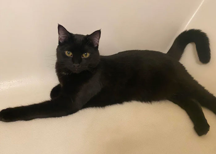 Crumb never really liked the boyfriend, so he was happy. We guess...